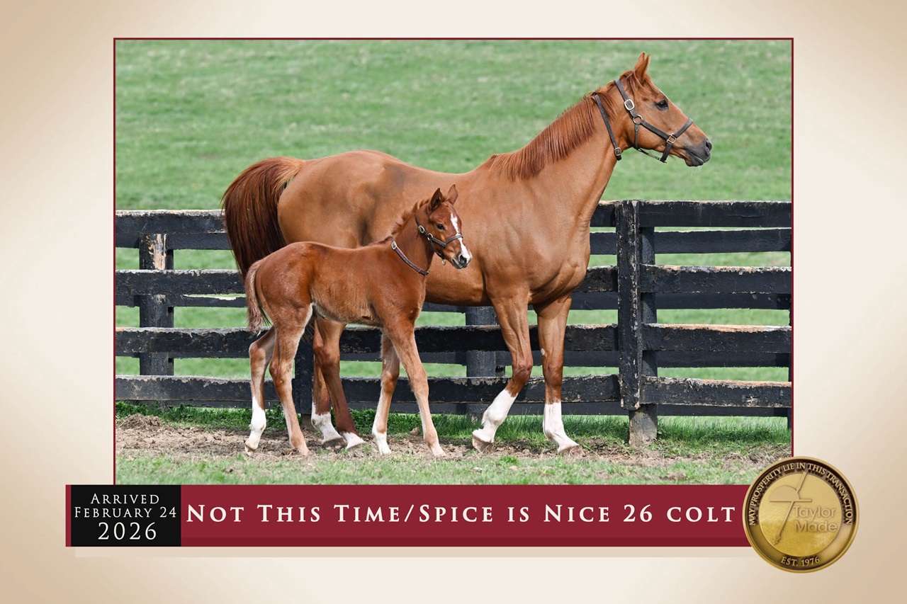 Renegade's baby half-brother (Photo by Kelcey Loges/Taylor Made Farm_