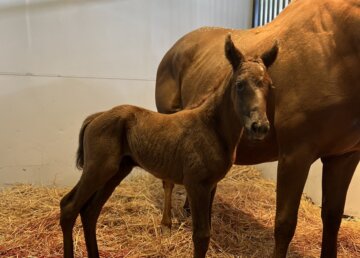 Baby Pavlovian looked chestnut like his mom, Mandy's Grace (Photo courtesy of Kasey Bennett/Ocean Breeze Ranch)
