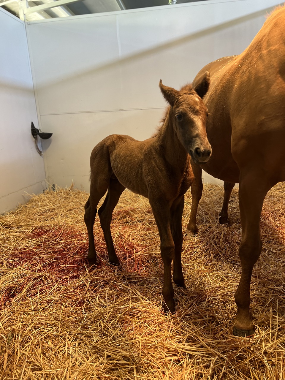 Newborn Pavlovian next to mom Mandy's Grace (Photo courtesy of Kasey Bennett/Ocean Breeze Ranch)