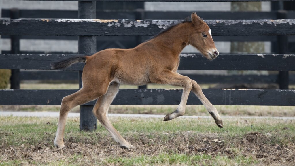 Renegade as a foal (Photo by Kelcey Loges/Taylor Made Farm)