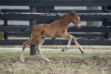 Renegade as a foal (Photo by Kelcey Loges/Taylor Made Farm)