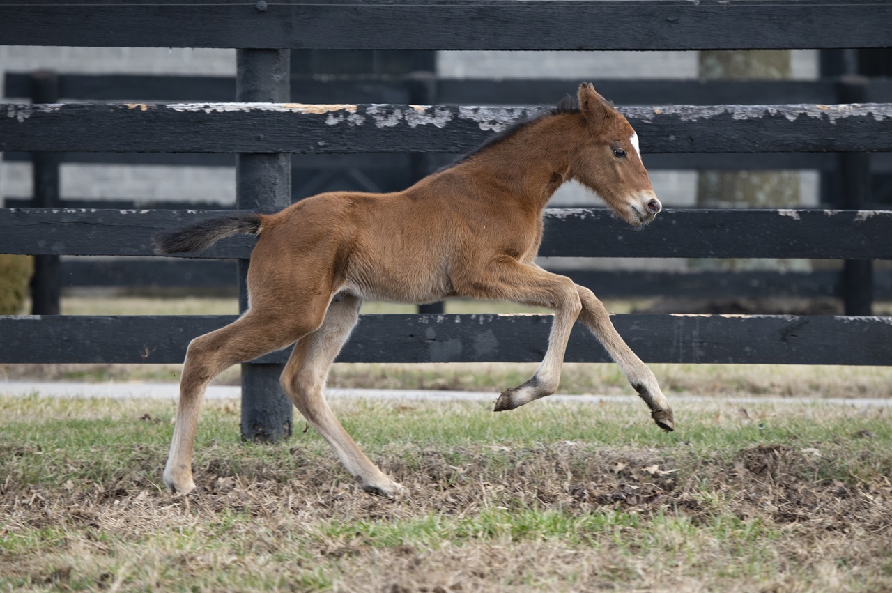 Renegade as a foal (Photo by Kelcey Loges/Taylor Made Farm)