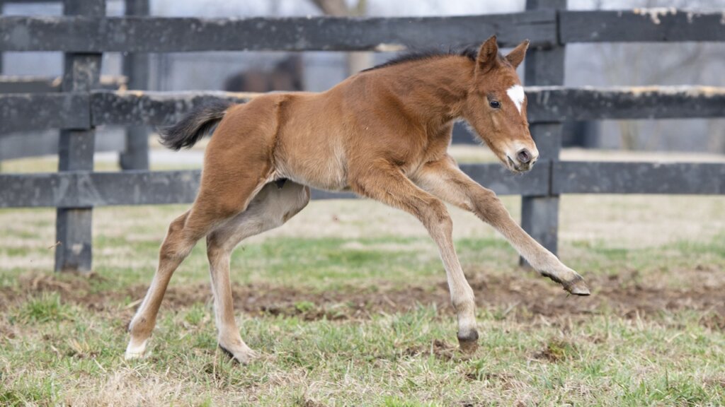Renegade as a foal (Photo by Kelcey Loges/Taylor Made Farm)