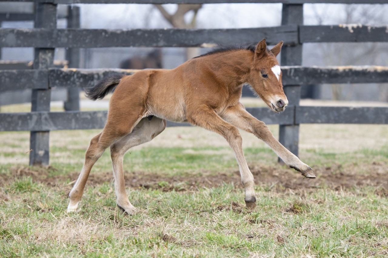 Renegade as a foal (Photo by Kelcey Loges/Taylor Made Farm)