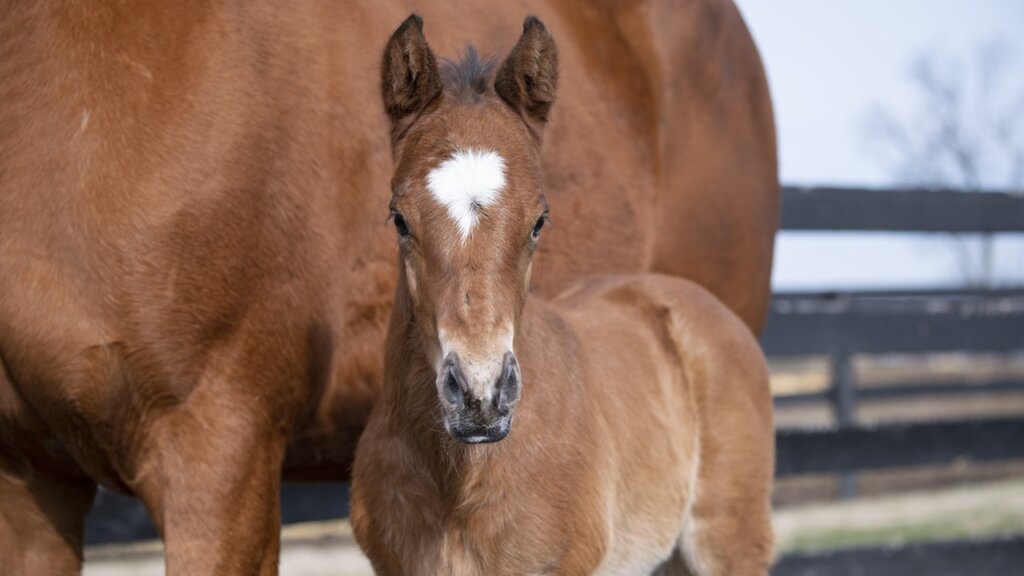 Renegade as a foal (Photo by Kelcey Loges/Taylor Made Farm)