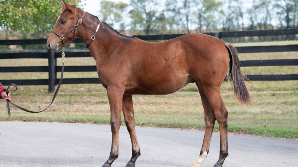 Renegade as a youngster (Photo by Kelcey Loges/Taylor Made Farm)