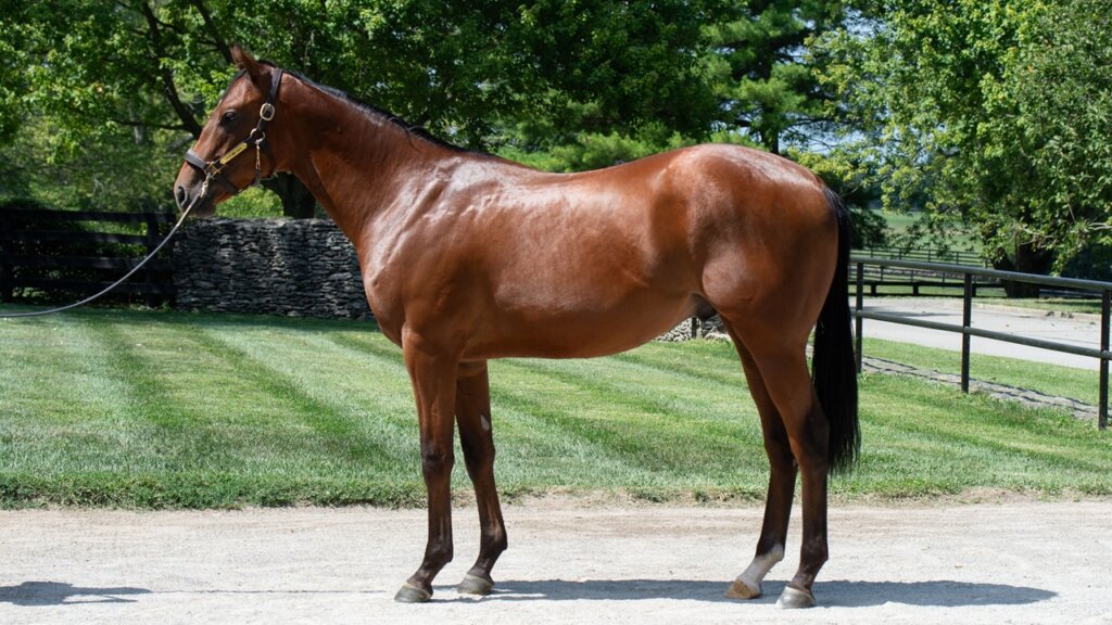 Renegade as a yearling (Photo by Kelcey Loges/Taylor Made Farm)