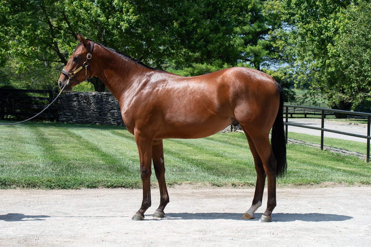 Renegade as a yearling (Photo by Kelcey Loges/Taylor Made Farm)
