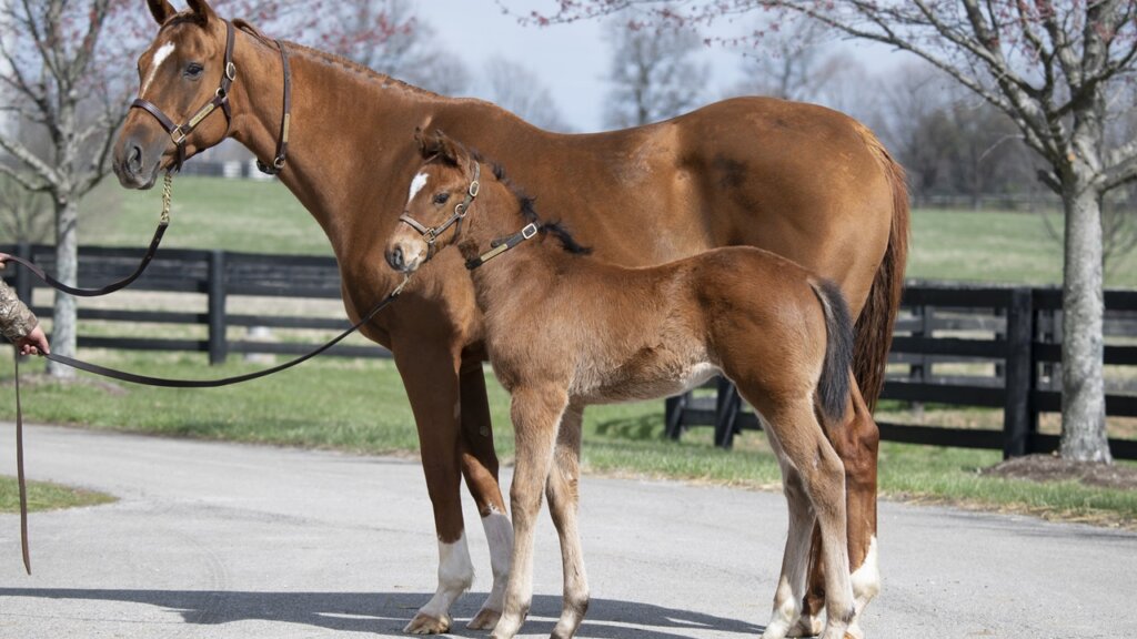 Renegade as a foal poses with mom Spice Is Nice (Photo by Kelcey Loges/Taylor Made Farm)