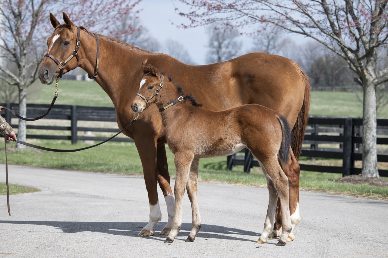 Renegade as a foal poses with mom Spice Is Nice (Photo by Kelcey Loges/Taylor Made Farm)