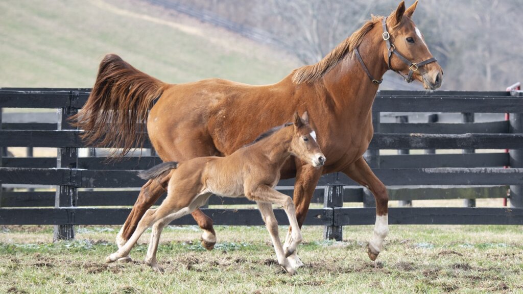 Renegade strides along with mom Spice Is Nice (Photo by Kelcey Loges/Taylor Made Farm)