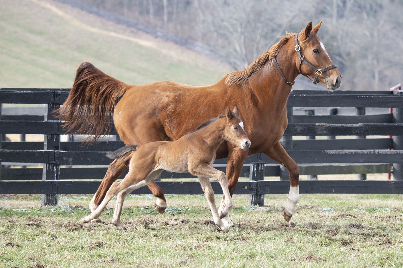 Renegade strides along with mom Spice Is Nice (Photo by Kelcey Loges/Taylor Made Farm)