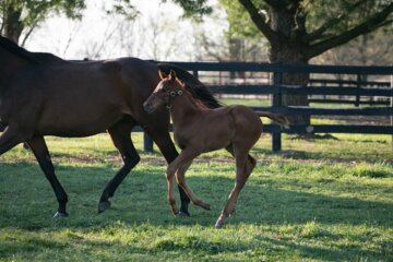 Zany gambols alongside mom Mo' Green (Photo by Kelcey Loges/Taylor Made Farm)