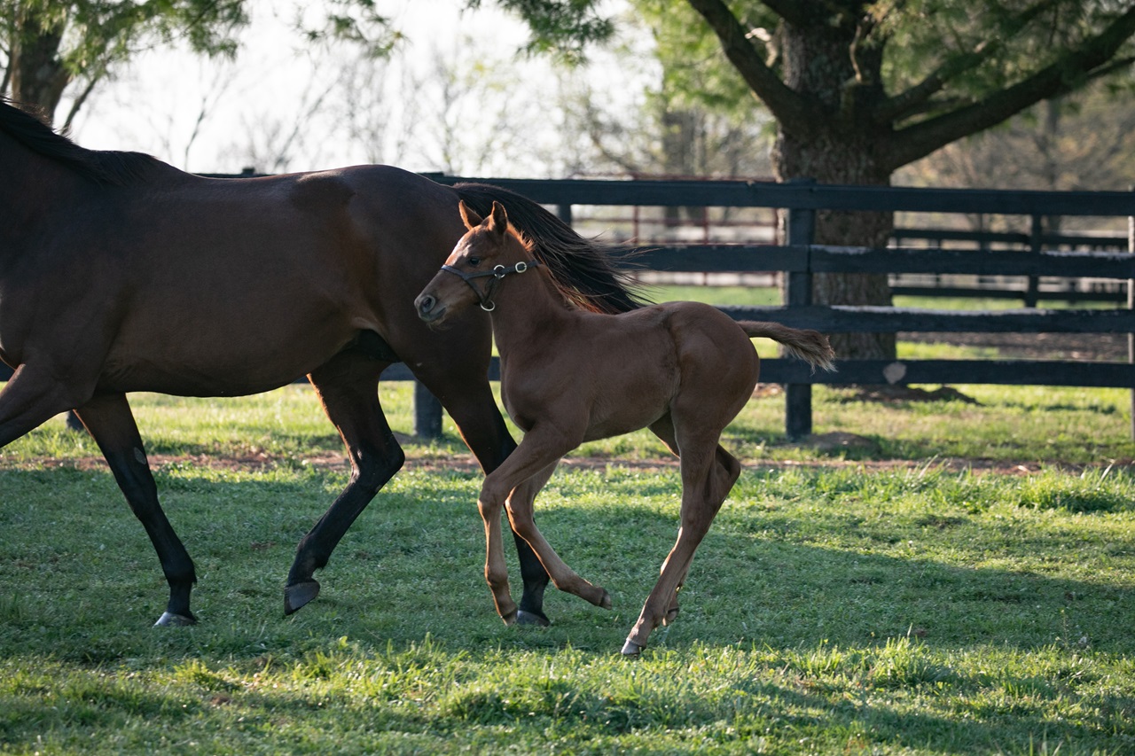 Zany gambols alongside mom Mo' Green (Photo by Kelcey Loges/Taylor Made Farm)