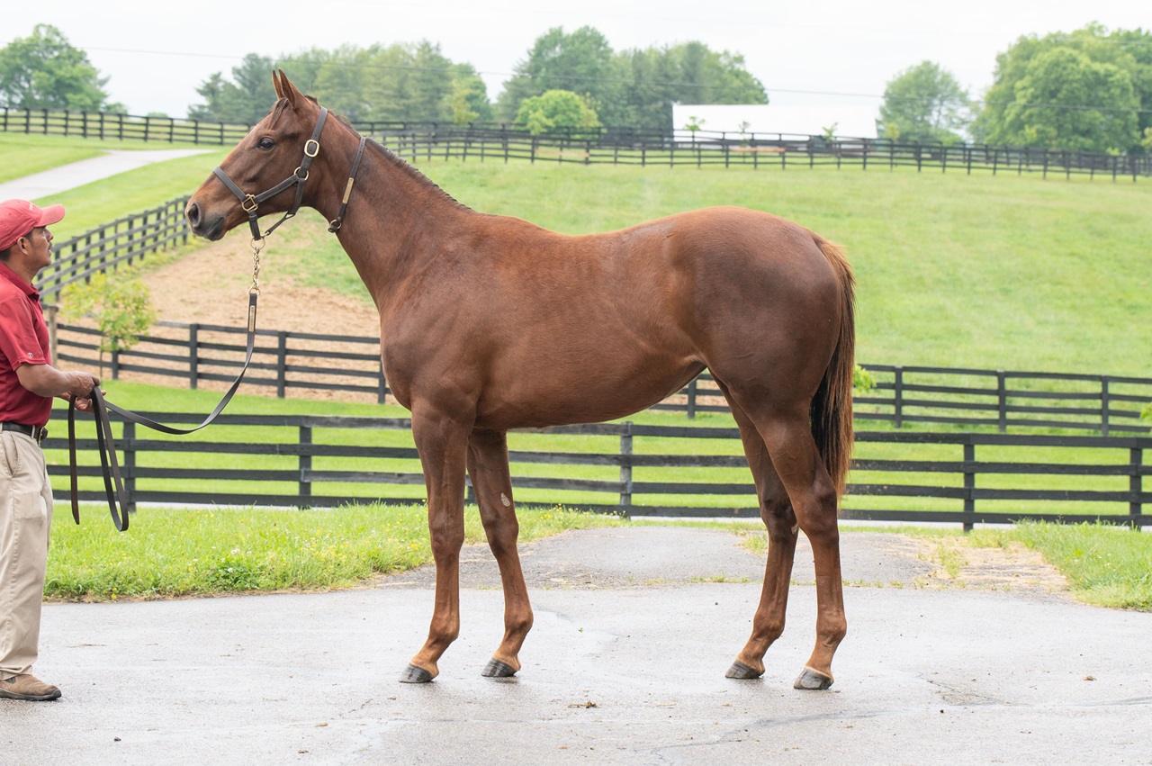 Zany looks statuesque as a May yearling (Photo by Kelcey Loges/Taylor Made Farm)