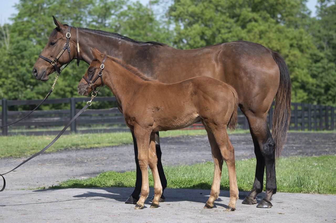 Zany poses by mom Mo' Green (Photo by Kelcey Loges/Taylor Made Farm)