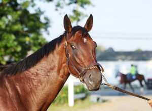 Haskell Stakes contender Baby Vino at Monmouth Park ahead of the race.
