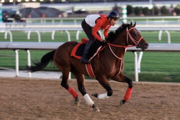 Forever Young trains at Belmont Park ahead of the Jockey Club Gold Cup (G1)