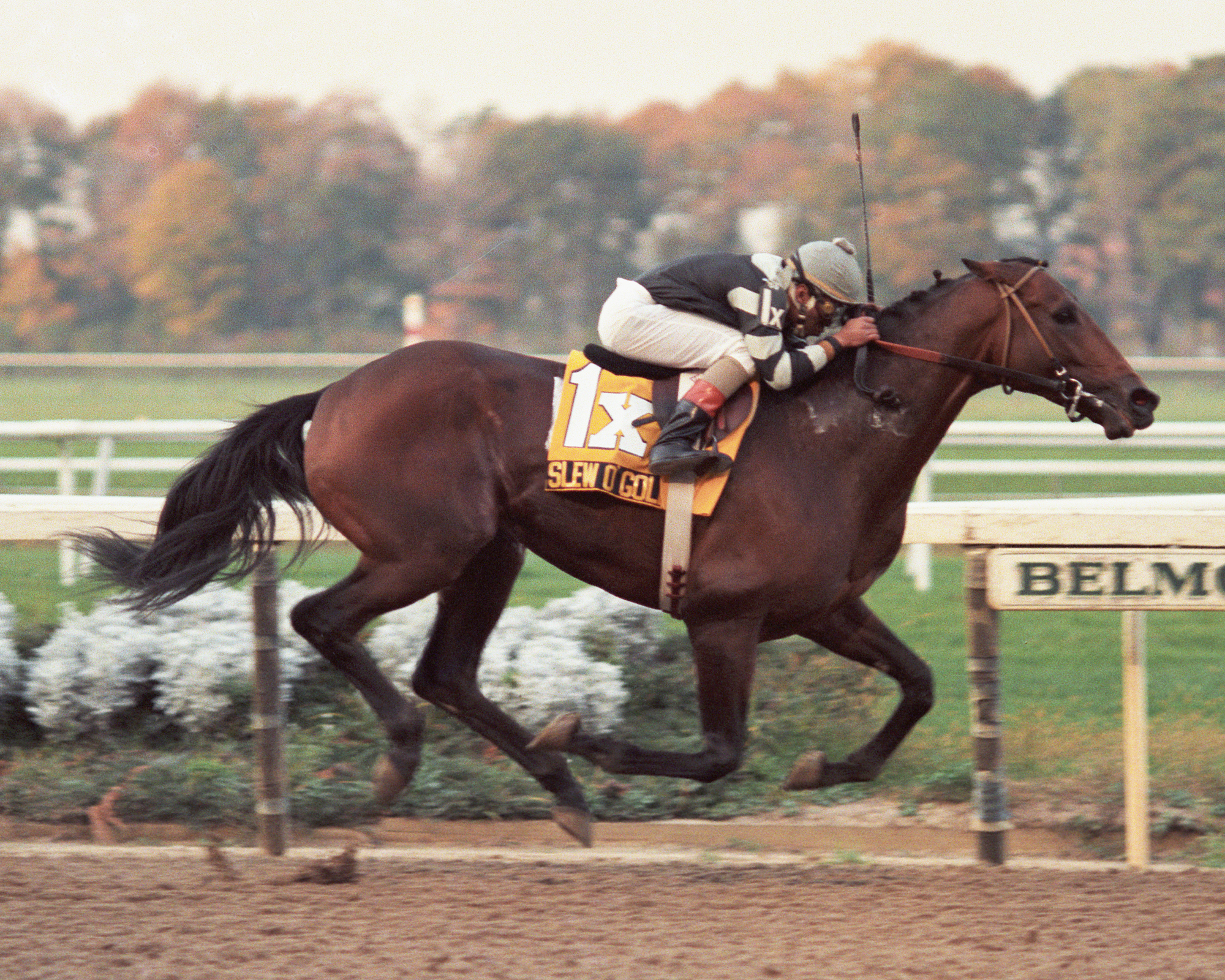 Slew o'Gold wins the Jockey Club Gold Cup.